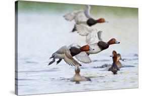 Redhead Duck (Aythya americana) flock flying from freshwater pond near Laguna Madre, Texas.-Larry Ditto-Stretched Canvas