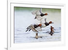 Redhead Duck (Aythya americana) flock flying from freshwater pond near Laguna Madre, Texas.-Larry Ditto-Framed Photographic Print