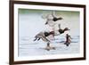 Redhead Duck (Aythya americana) flock flying from freshwater pond near Laguna Madre, Texas.-Larry Ditto-Framed Photographic Print