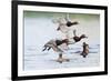 Redhead Duck (Aythya americana) flock flying from freshwater pond near Laguna Madre, Texas.-Larry Ditto-Framed Photographic Print