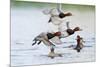 Redhead Duck (Aythya americana) flock flying from freshwater pond near Laguna Madre, Texas.-Larry Ditto-Mounted Photographic Print