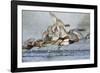 Redhead Duck Flock Flying from Freshwater Pond, Texas, USA-Larry Ditto-Framed Photographic Print