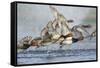 Redhead Duck Flock Flying from Freshwater Pond, Texas, USA-Larry Ditto-Framed Stretched Canvas