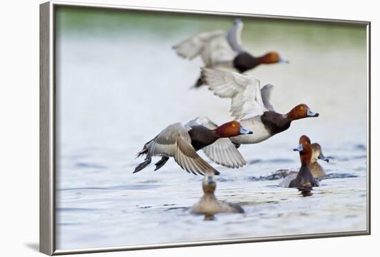 Redhead Duck Flock Flying from Freshwater Pond, Texas, USA-Larry Ditto-Framed Photographic Print