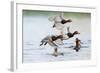 Redhead Duck Flock Flying from Freshwater Pond, Texas, USA-Larry Ditto-Framed Photographic Print