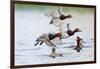 Redhead Duck Flock Flying from Freshwater Pond, Texas, USA-Larry Ditto-Framed Photographic Print