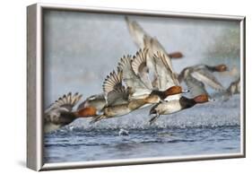 Redhead Duck Flock Flying from Freshwater Pond, Texas, USA-Larry Ditto-Framed Photographic Print