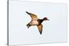 Redhead Duck, Male, Landing at South Padre Island, Texas, Winter-Larry Ditto-Stretched Canvas