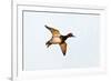 Redhead Duck, Male, Landing at South Padre Island, Texas, Winter-Larry Ditto-Framed Photographic Print