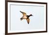 Redhead Duck, Male, Landing at South Padre Island, Texas, Winter-Larry Ditto-Framed Photographic Print