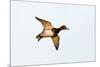 Redhead Duck, Male, Landing at South Padre Island, Texas, Winter-Larry Ditto-Mounted Photographic Print