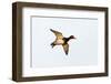 Redhead Duck, Male, Landing at South Padre Island, Texas, Winter-Larry Ditto-Framed Photographic Print