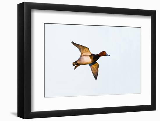Redhead Duck, Male, Landing at South Padre Island, Texas, Winter-Larry Ditto-Framed Photographic Print