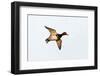 Redhead Duck, Male, Landing at South Padre Island, Texas, Winter-Larry Ditto-Framed Photographic Print