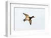 Redhead Duck, Male, Landing at South Padre Island, Texas, Winter-Larry Ditto-Framed Photographic Print