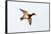 Redhead Duck, Male, Landing at South Padre Island, Texas, Winter-Larry Ditto-Framed Stretched Canvas