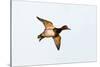 Redhead Duck, Male, Landing at South Padre Island, Texas, Winter-Larry Ditto-Stretched Canvas