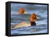 Redhead Duck Swimming on the Laguna Madre, Texas, USA-Larry Ditto-Framed Stretched Canvas