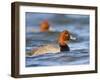 Redhead Duck Swimming on the Laguna Madre, Texas, USA-Larry Ditto-Framed Photographic Print