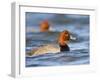 Redhead Duck Swimming on the Laguna Madre, Texas, USA-Larry Ditto-Framed Photographic Print