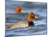 Redhead Duck Swimming on the Laguna Madre, Texas, USA-Larry Ditto-Mounted Photographic Print