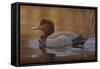 Redhead Duck-Jeffrey Hoff-Framed Stretched Canvas