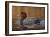 Redhead Duck-Jeffrey Hoff-Framed Photographic Print