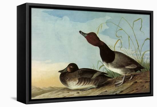 Redhead Ducks-John James Audubon-Framed Stretched Canvas