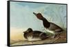 Redhead Ducks-John James Audubon-Framed Stretched Canvas