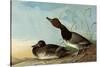 Redhead Ducks-John James Audubon-Stretched Canvas