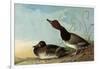 Redhead Ducks-John James Audubon-Framed Giclee Print