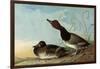 Redhead Ducks-John James Audubon-Framed Giclee Print