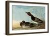 Redhead Ducks-John James Audubon-Framed Giclee Print