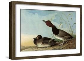 Redhead Ducks-John James Audubon-Framed Giclee Print