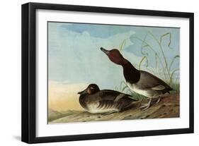 Redhead Ducks-John James Audubon-Framed Giclee Print