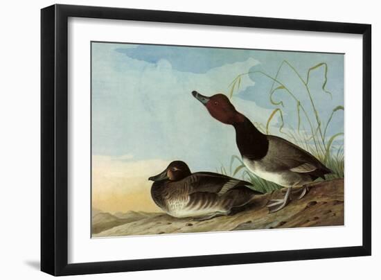 Redhead Ducks-John James Audubon-Framed Giclee Print