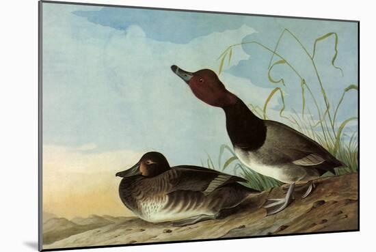 Redhead Ducks-John James Audubon-Mounted Giclee Print