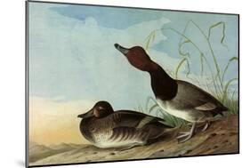 Redhead Ducks-John James Audubon-Mounted Giclee Print