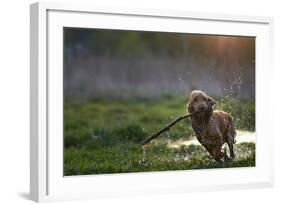 Redhead Spaniel Dog Running with a Stick in the Grass and Puddles-Dmytro Vietrov-Framed Photographic Print