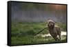 Redhead Spaniel Dog Running with a Stick in the Grass and Puddles-Dmytro Vietrov-Framed Stretched Canvas