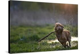 Redhead Spaniel Dog Running with a Stick in the Grass and Puddles-Dmytro Vietrov-Stretched Canvas