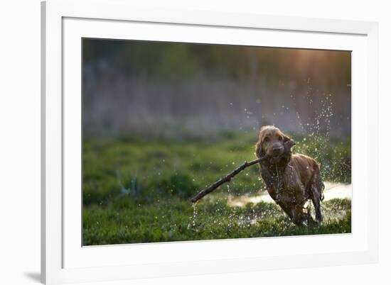 Redhead Spaniel Dog Running with a Stick in the Grass and Puddles-Dmytro Vietrov-Framed Photographic Print