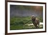 Redhead Spaniel Dog Running with a Stick in the Grass and Puddles-Dmytro Vietrov-Framed Photographic Print