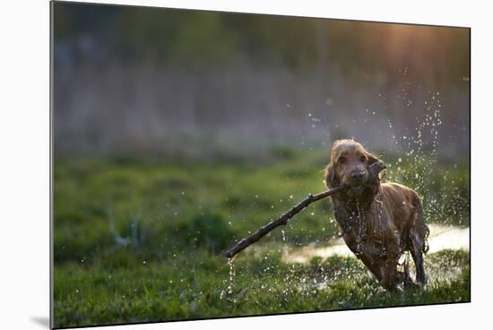 Redhead Spaniel Dog Running with a Stick in the Grass and Puddles-Dmytro Vietrov-Mounted Photographic Print