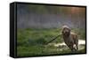 Redhead Spaniel Dog Running with a Stick in the Grass and Puddles-Dmytro Vietrov-Framed Stretched Canvas