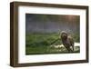 Redhead Spaniel Dog Running with a Stick in the Grass and Puddles-Dmytro Vietrov-Framed Photographic Print