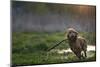 Redhead Spaniel Dog Running with a Stick in the Grass and Puddles-Dmytro Vietrov-Mounted Photographic Print