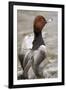 Gramercy Black