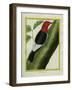 Redheaded Woodpecker-Georges-Louis Buffon-Framed Giclee Print