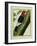 Redheaded Woodpecker-Georges-Louis Buffon-Framed Giclee Print